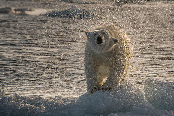 Polar bear