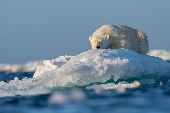 Polar bear