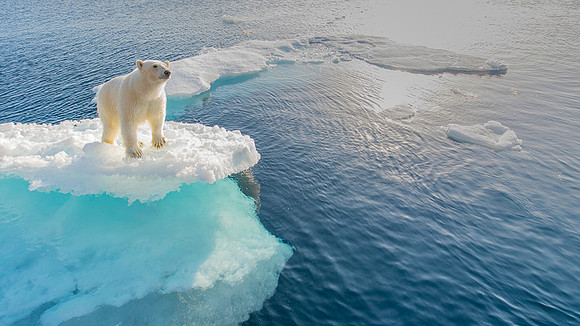 Polar bear