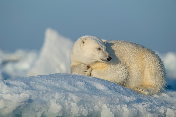 Polar bear