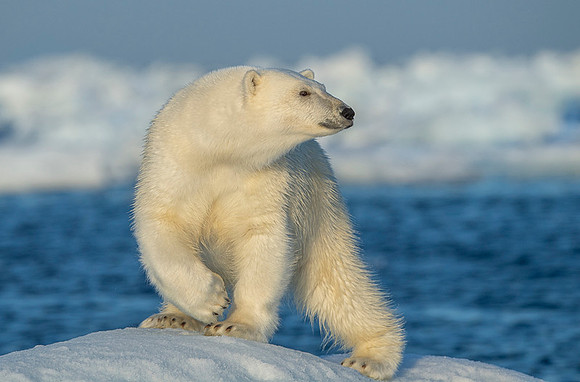 Polar bear