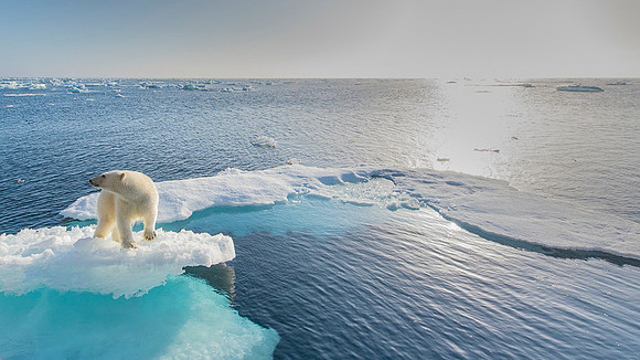 Polar bear