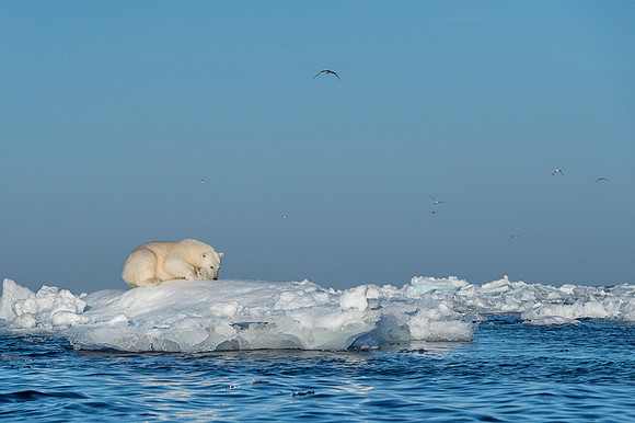 Polar bear
