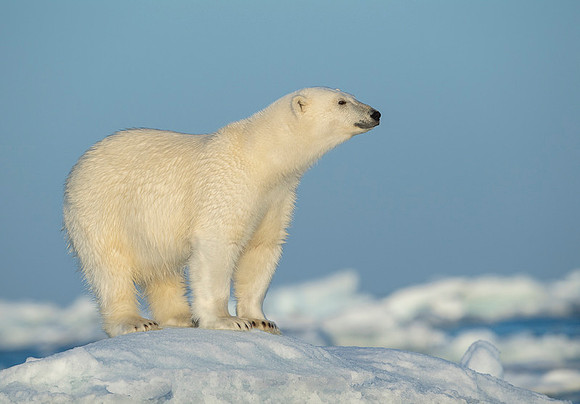 Polar bear