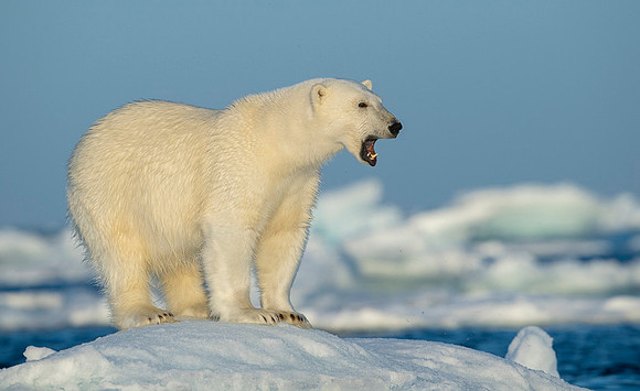 Polar bear