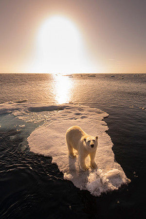Polar bear