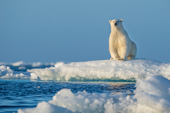 Polar bear