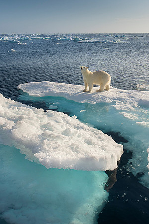 Polar bear