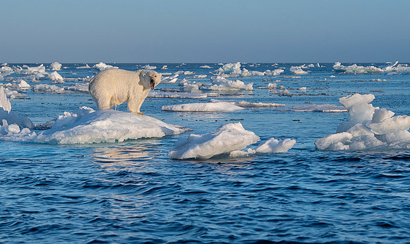 Polar bear