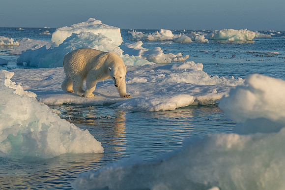 Polar bear