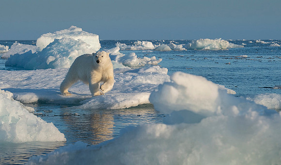 Polar bear