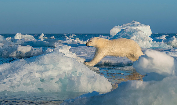 Polar bear
