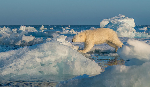 Polar bear