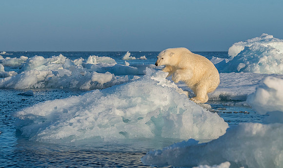 Polar bear