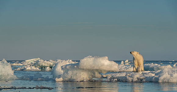 Polar bear