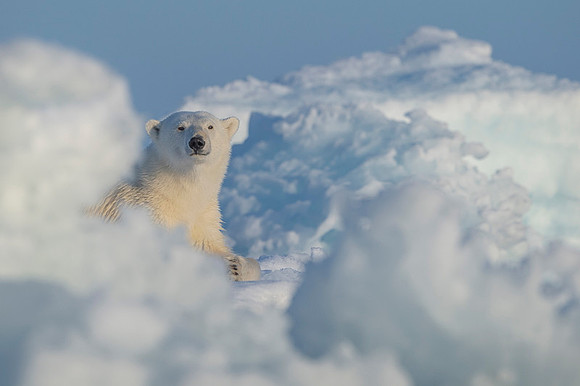 Polar bear