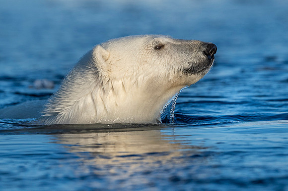 Polar bear