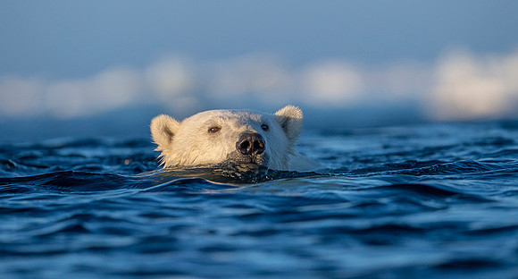 Polar bear
