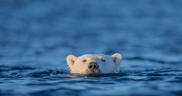 Polar bear