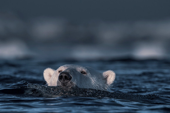 Polar bear