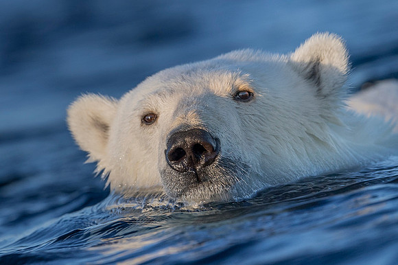 Polar bear