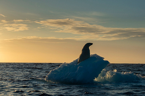 Polar bear