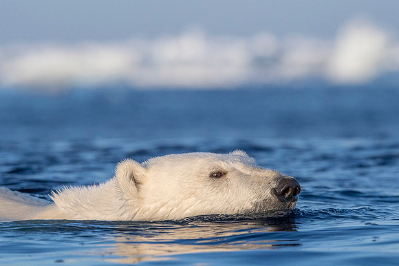 Polar bear