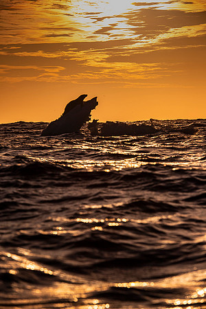 Polar bear