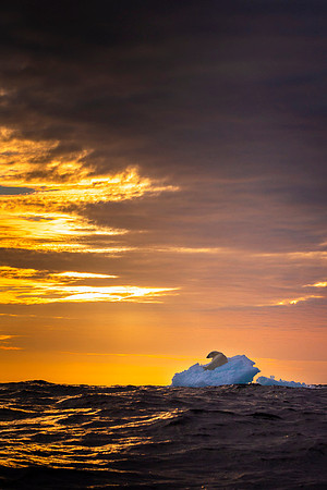 Polar bear