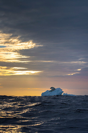 Polar bear