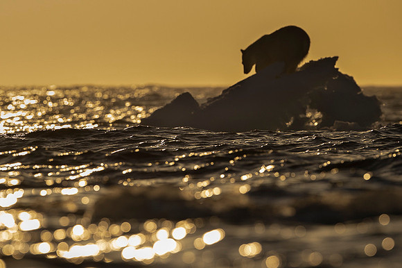 Polar bear