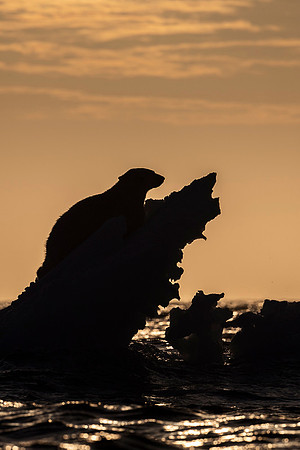 Polar bear