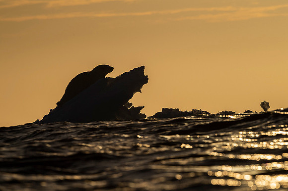 Polar bear