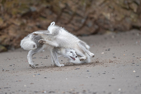 Arctic fox White