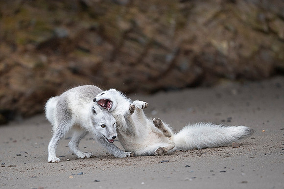 Arctic fox White