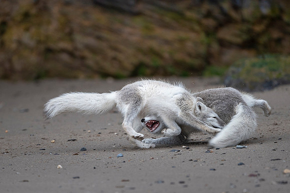Arctic fox White