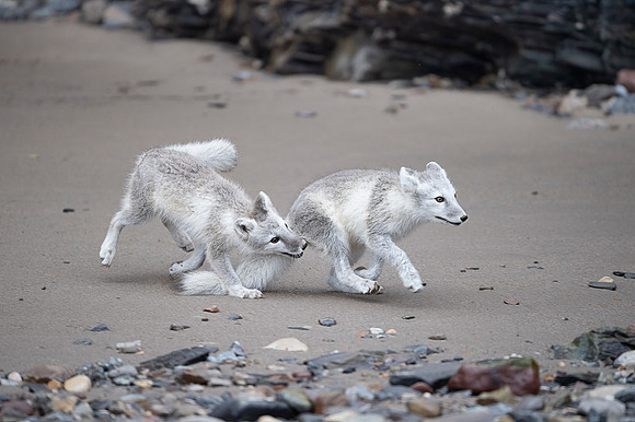 Arctic fox White