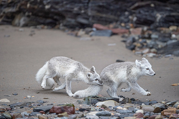 Arctic fox White