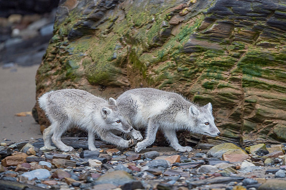 Arctic fox White