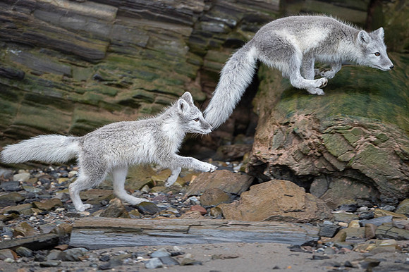 Arctic fox White