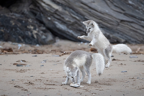Arctic fox White