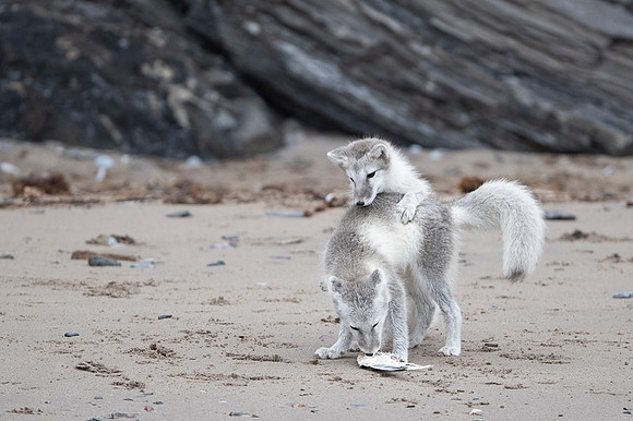 Arctic fox White