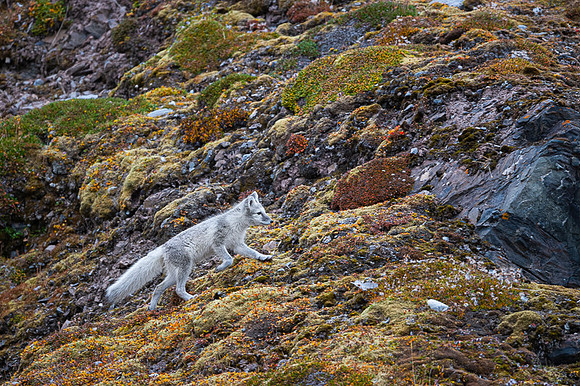 Arctic fox White