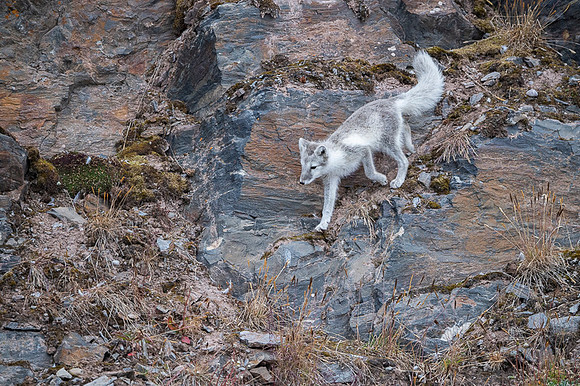 Arctic fox White