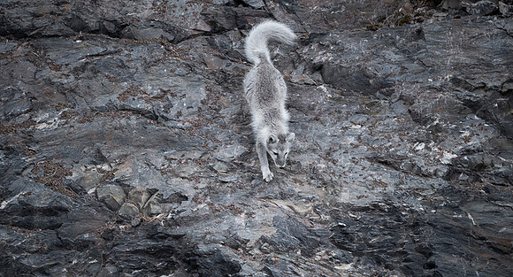 Arctic fox White