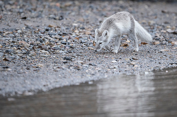 Arctic fox White