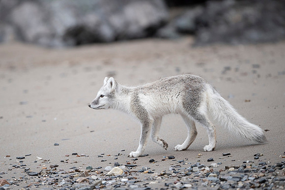 Arctic fox White