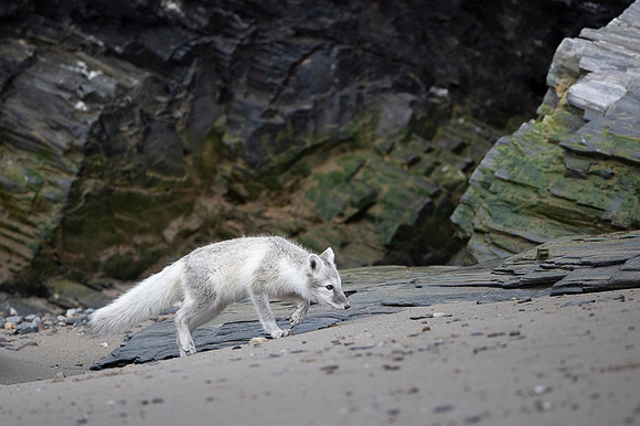 Arctic fox White