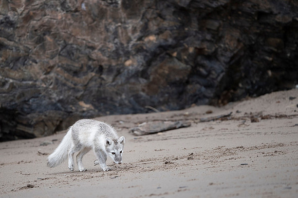 Arctic fox White