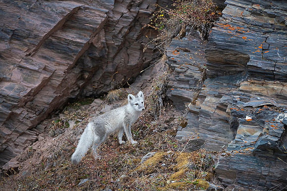 Arctic fox White